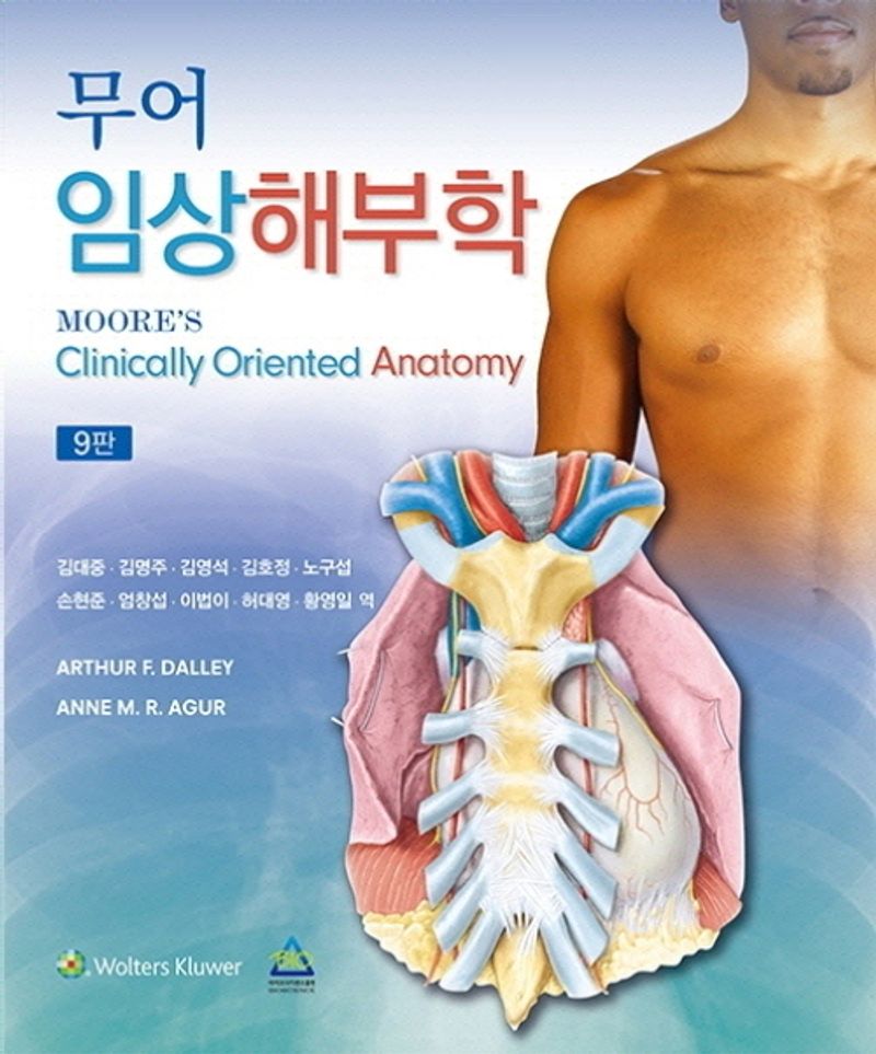 (무어) 임상해부학