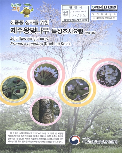 제주왕벚나무 : 신품종 심사를 위한 식물별 특성조사요령