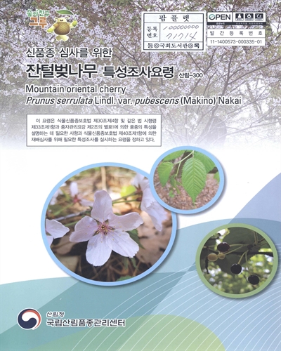 잔털벚나무 : 신품종 심사를 위한 식물별 특성조사요령