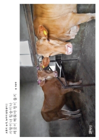 사람이나 짐승이나 깨끗이 해줘야 정이 들지