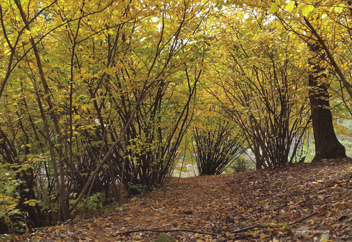 미리보기 이미지 5번째