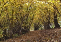 미리보기 이미지 4번째